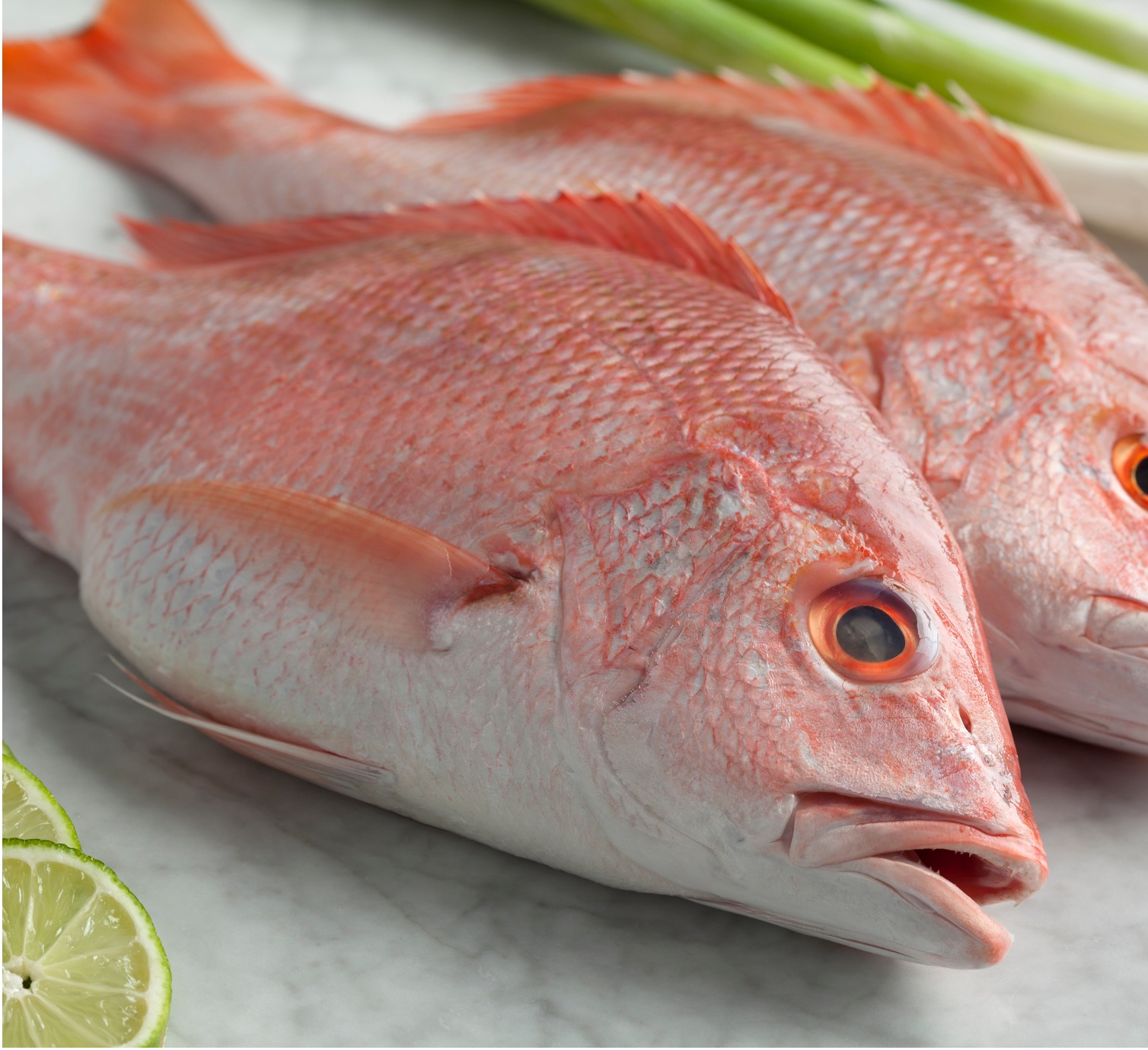 High-quality fresh red snapper fish for seafood suppliers and wholesale in Indonesia.